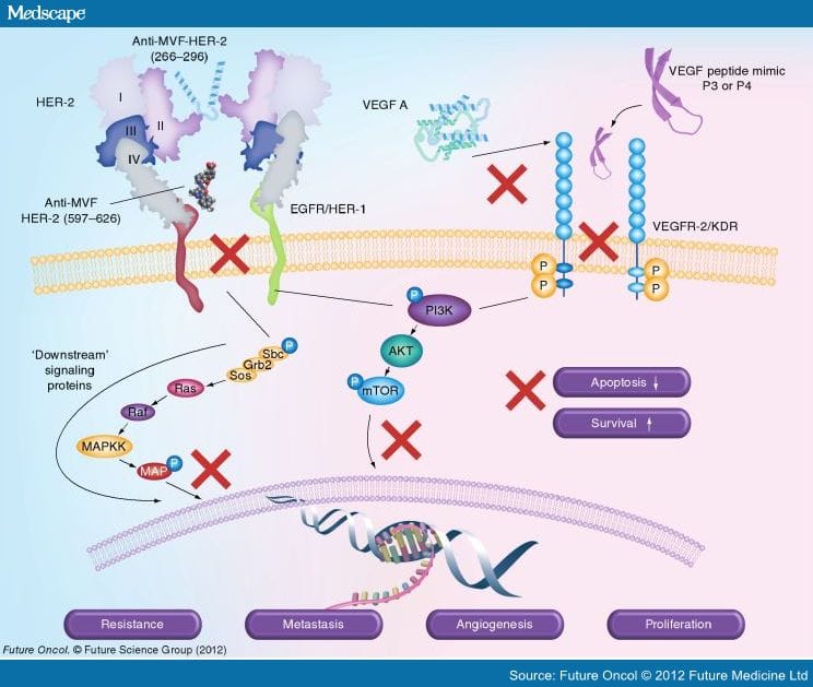 Peptide Vaccines and Cancer Immunotherapy