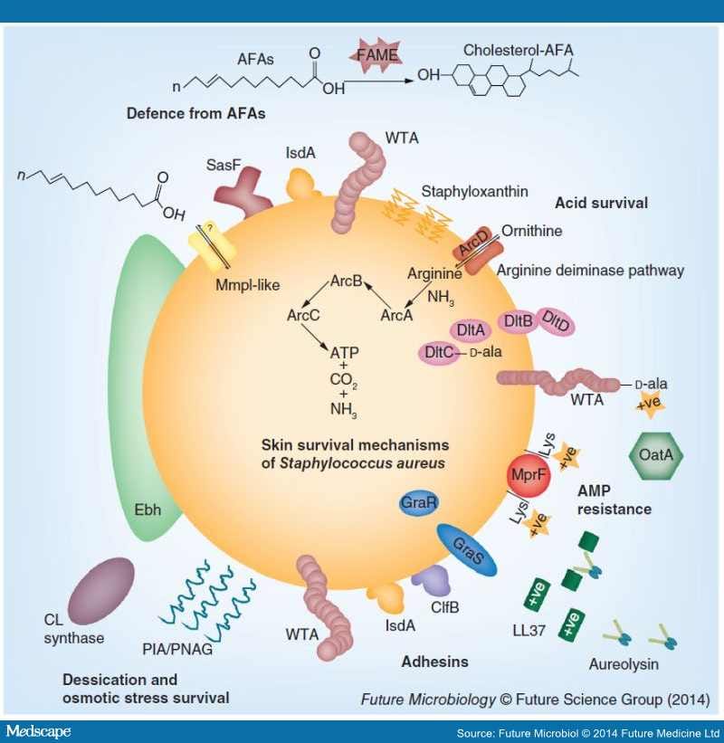 Staphylococci Colonizers and Pathogens of Human Skin