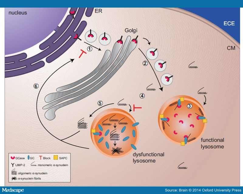 Glucocerebrosidase Is Shaking Up the Synucleinopathies