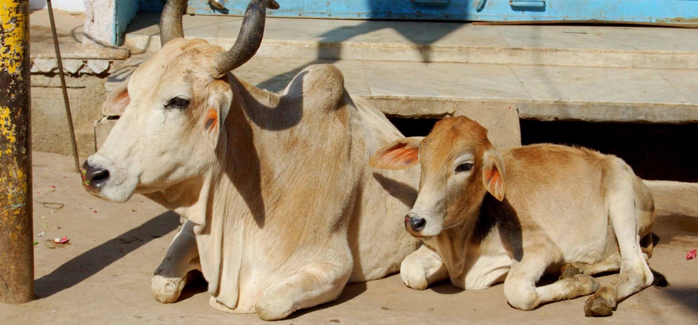 Scientists Say Cow Urine Has 'Zero' Health Benefits & That Sounds Like
