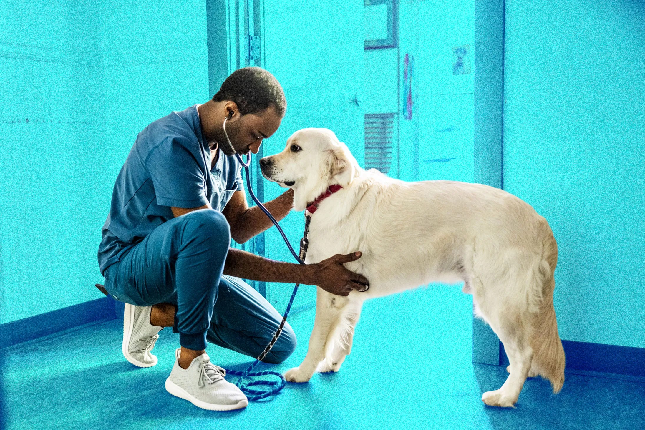 Vet Bills Are Rising. Will Pet Insurance Save You Money?