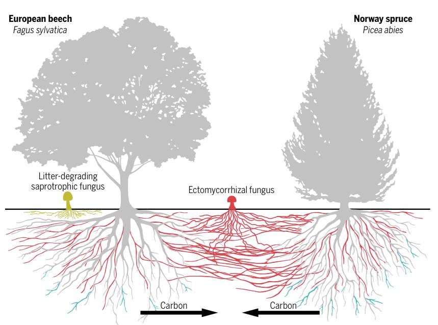 地下世界的根系，你不知道的秘密