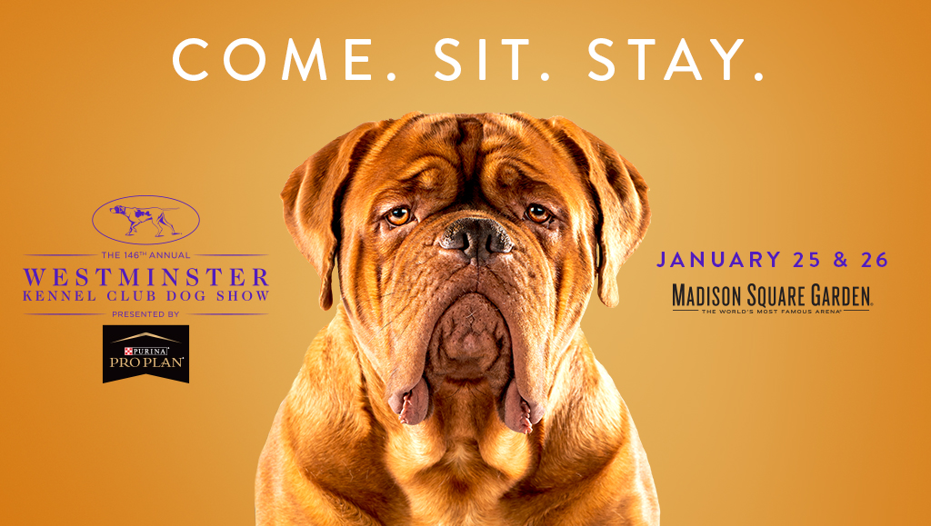 146Th Westminster Kennel Club Dog Show Tickets | Madison Square Garden