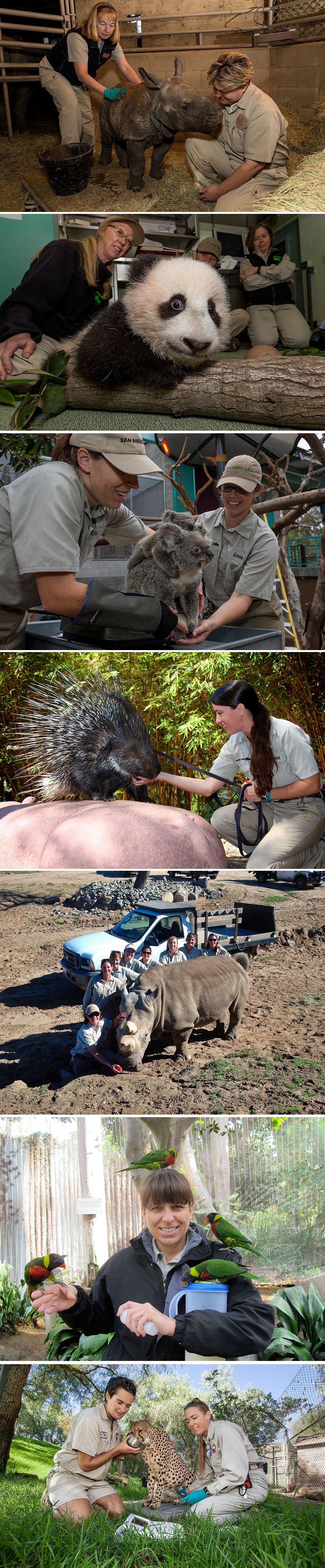 Are Zoologists In Demand MudFooted