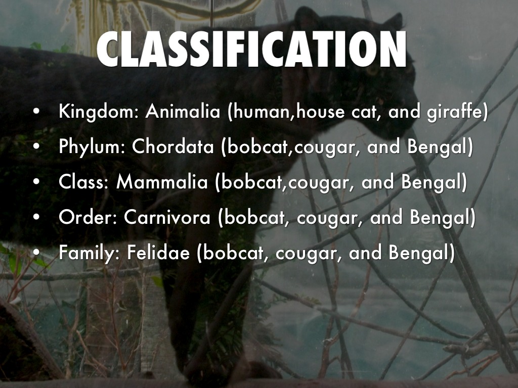 The Four Species Of Black Panther MudFooted