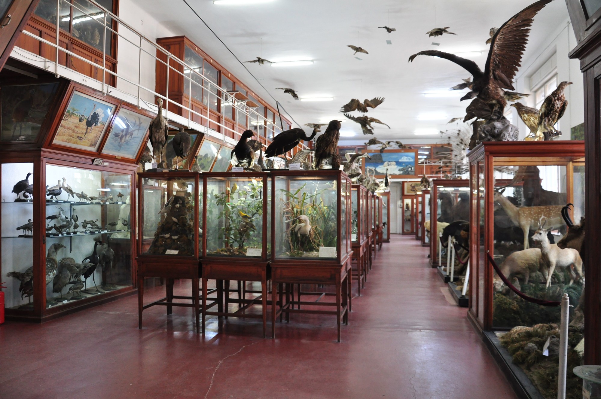 The Zoology Museum At Cambridge University To Reopen Its Doors MudFooted