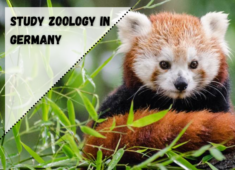 Why Study Zoology In New Zealand? MudFooted