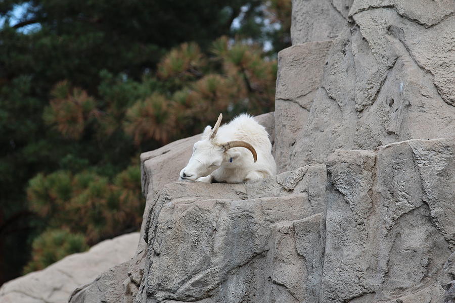 Why Mountain Goats Are The Best Sleepers In The Animal Kingdom MudFooted