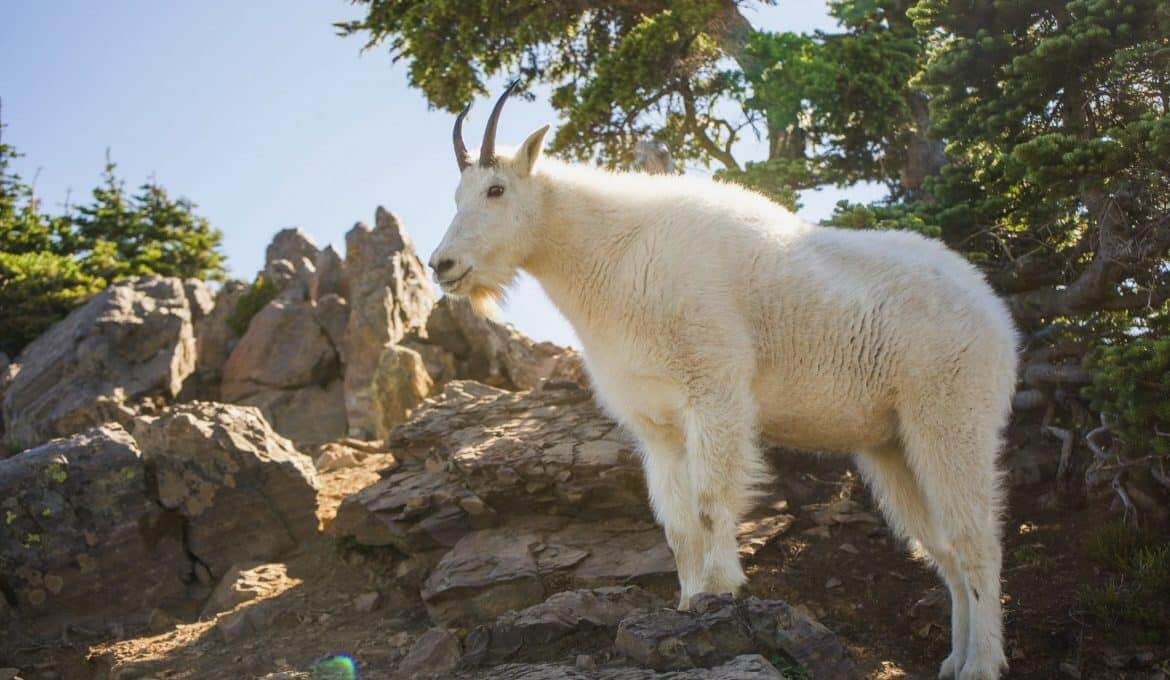 What Is A Female Mountain Goat Called? MudFooted