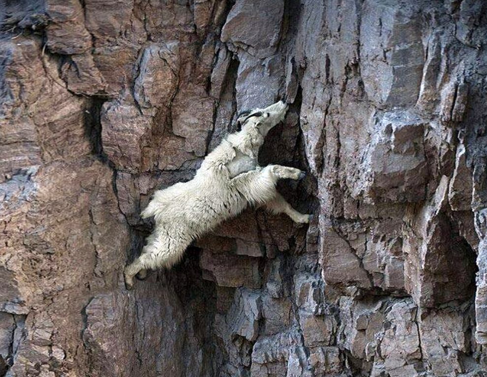 The Courage Of Mountain Goats MudFooted