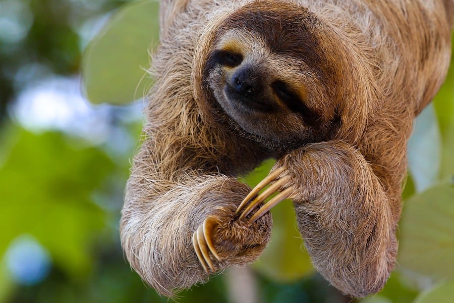 Are Sloths Native To Florida MudFooted
