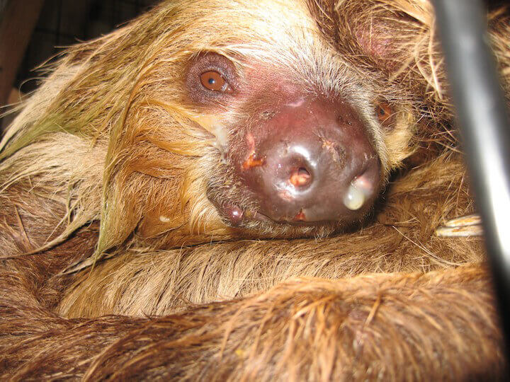 How To Sloths Die MudFooted
