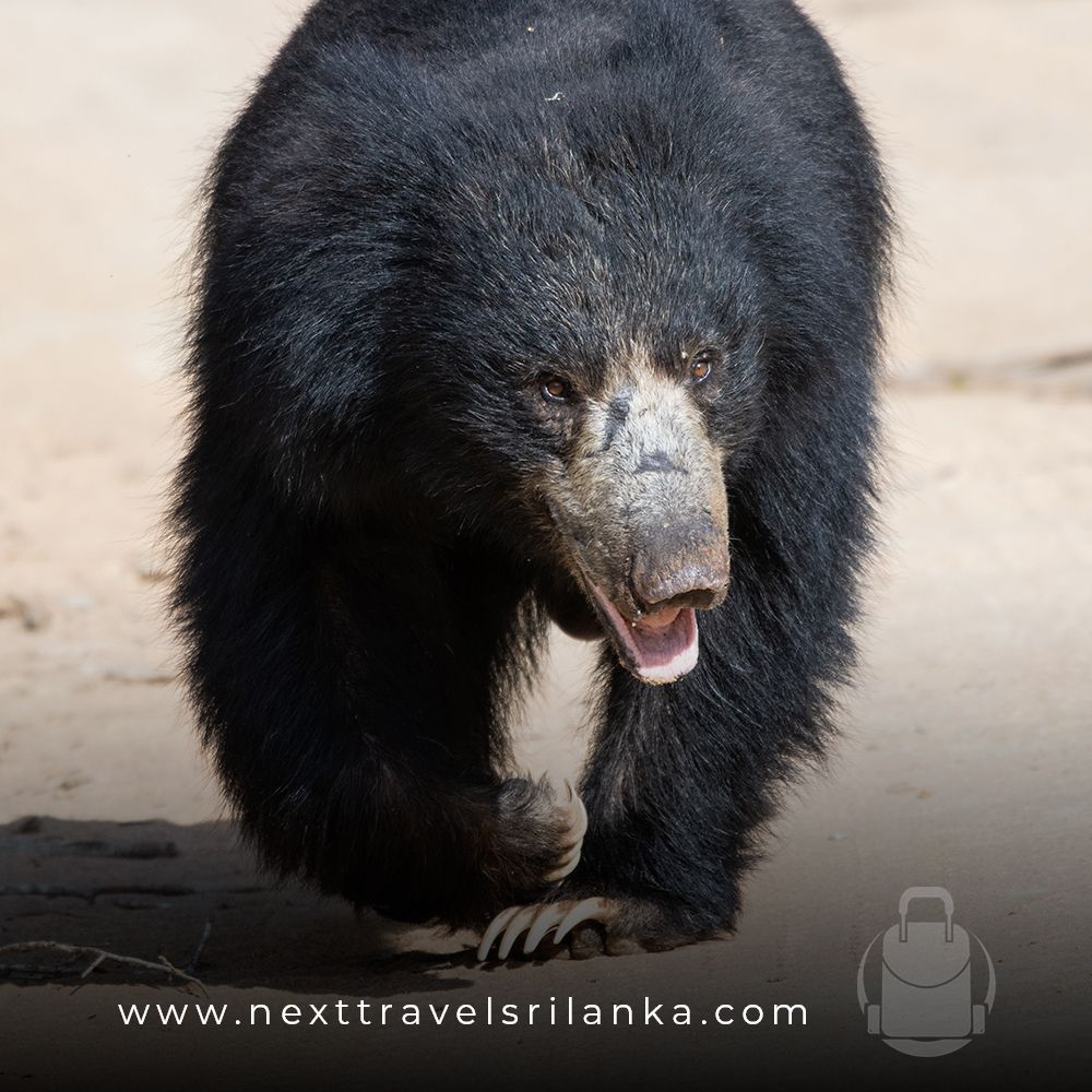 The Sloth Bear A Nocturnal Animal Of India And Sri Lanka MudFooted