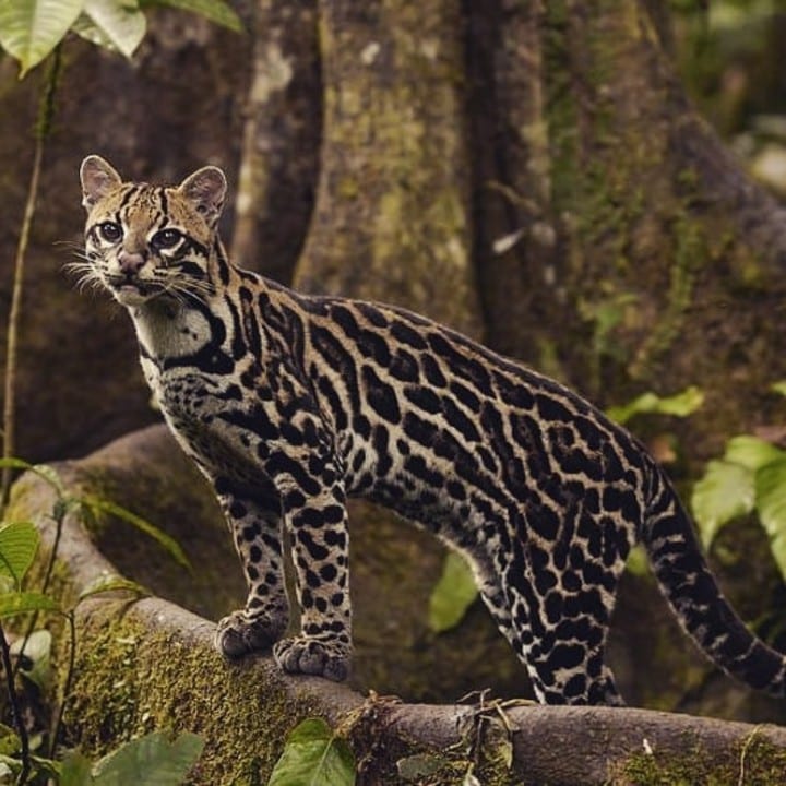 Do Ocelots Eat Sloths? MudFooted