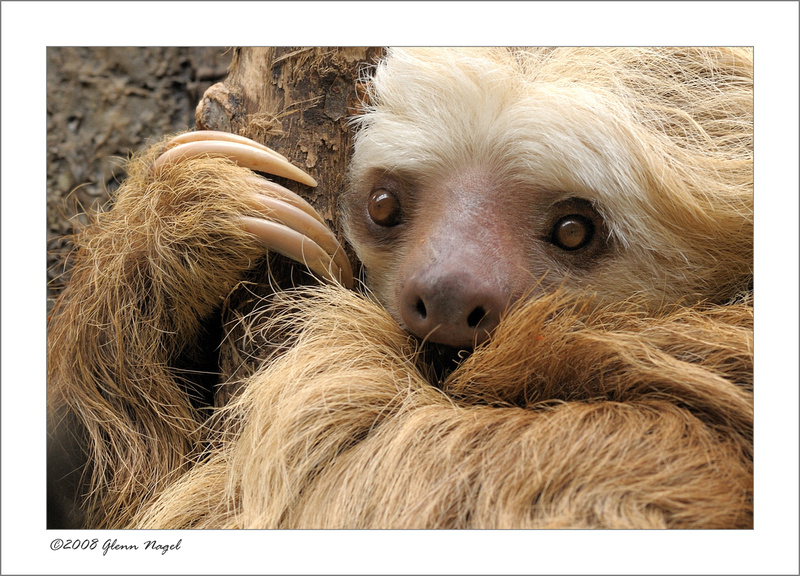 The Brookfield Zoo Home To Over 450 Species Of Animals MudFooted