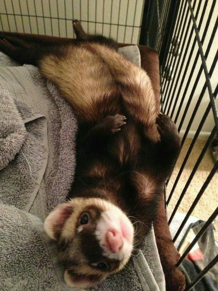 Looking For A Small Slowmoving Nocturnal Carnivorous Pet? Then A