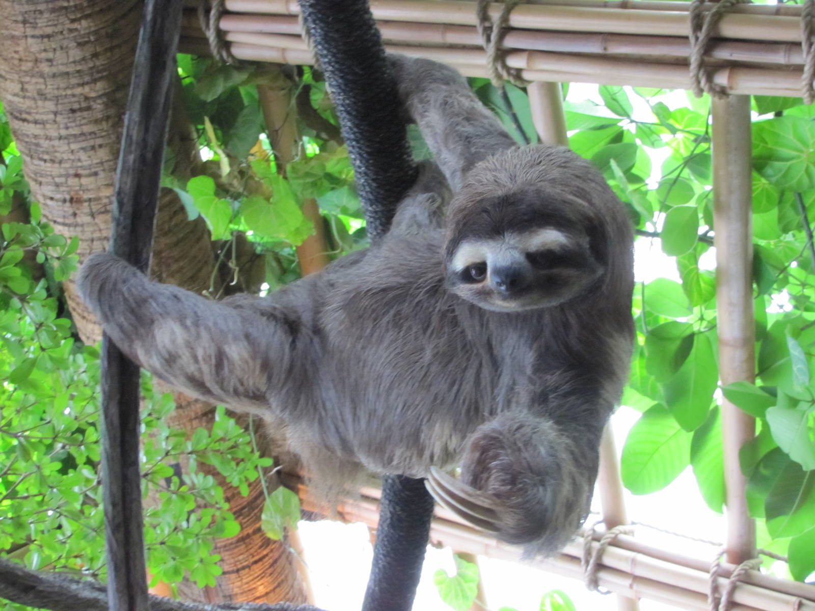 The Dallas World Aquarium Home To Lazy Sloths MudFooted
