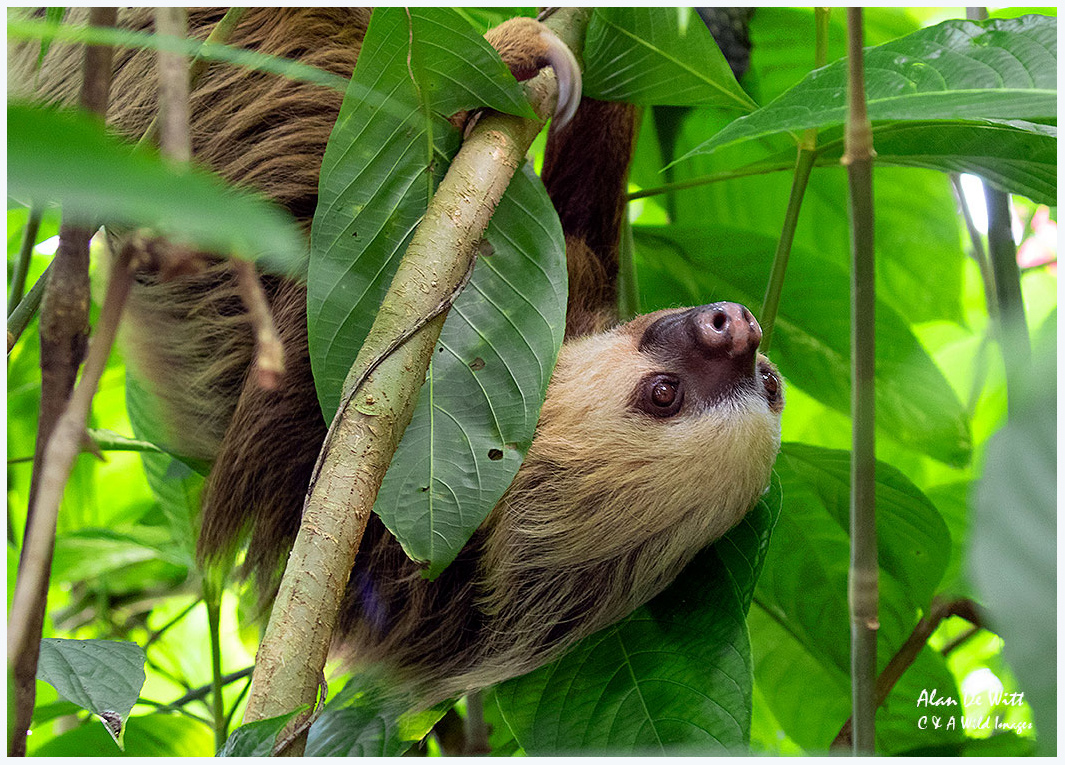 What Is A Habit Of Sloths MudFooted