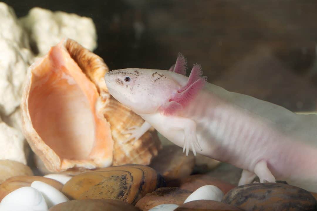 Axolotls Are Now Legal To Own As Pets In New Jersey! MudFooted