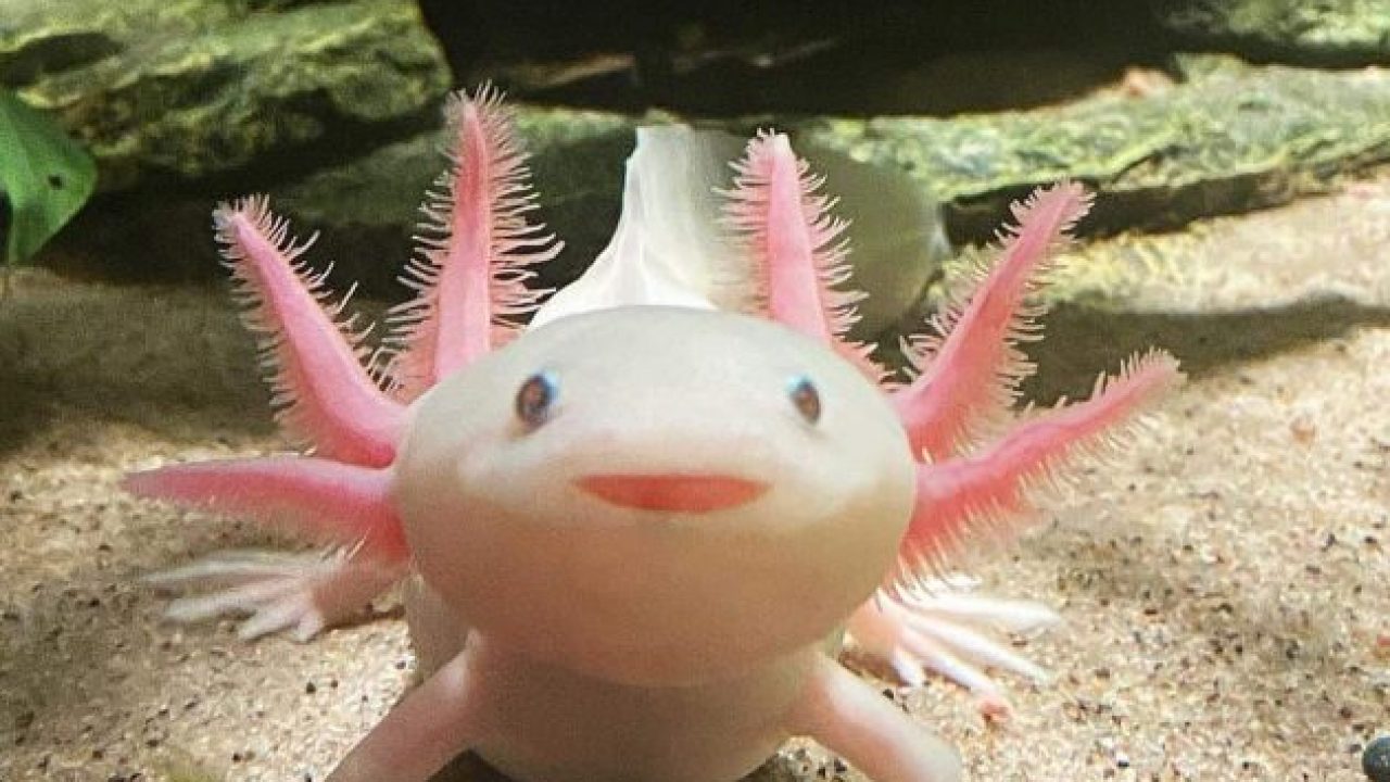 Are Axolotls Expensive MudFooted
