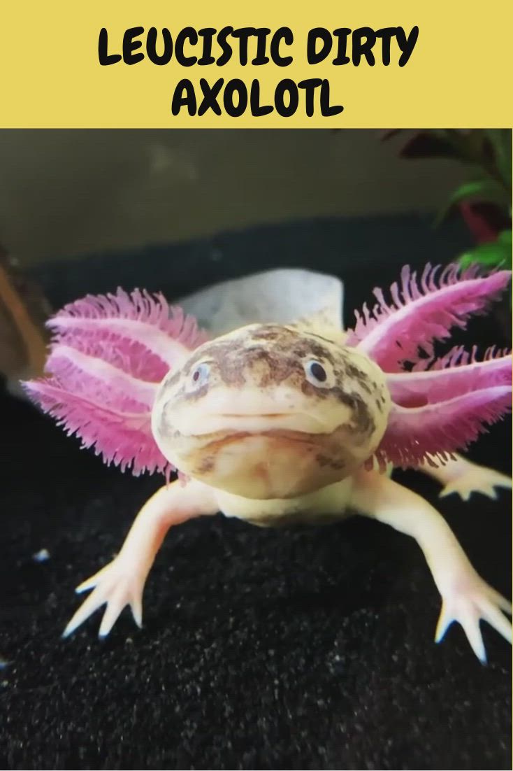 The Amazing Axolotl Fish Native To Mexico And Able To Regenerate Limbs