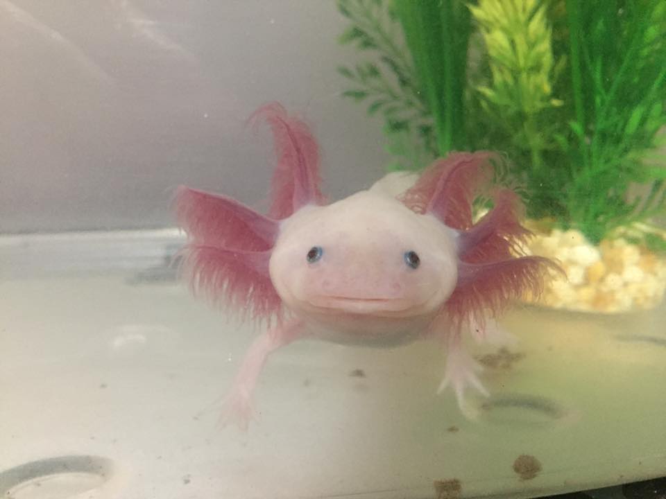 What To Do With A Dead Axolotl MudFooted