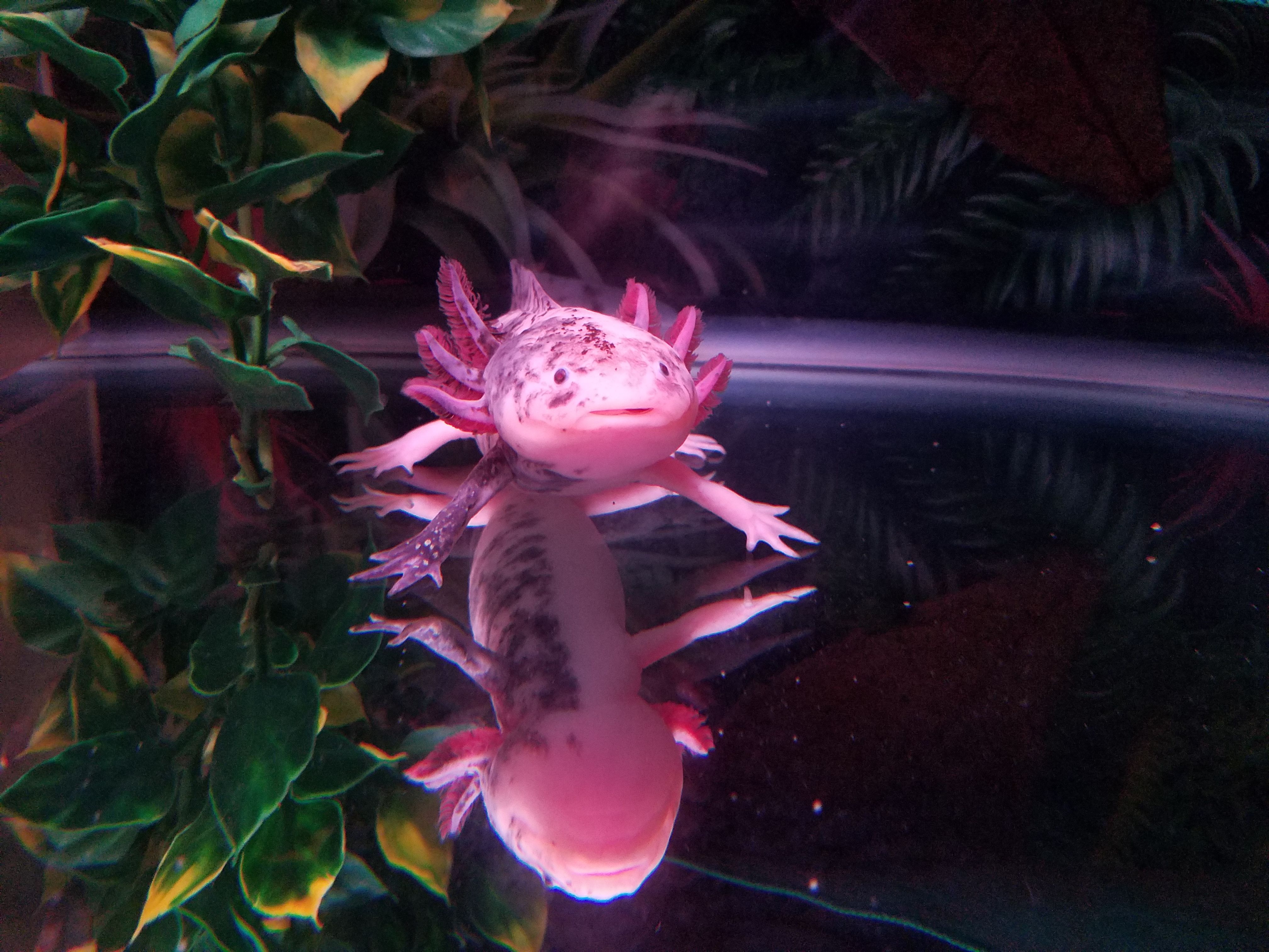 Why Axolotls Love Moss Balls MudFooted