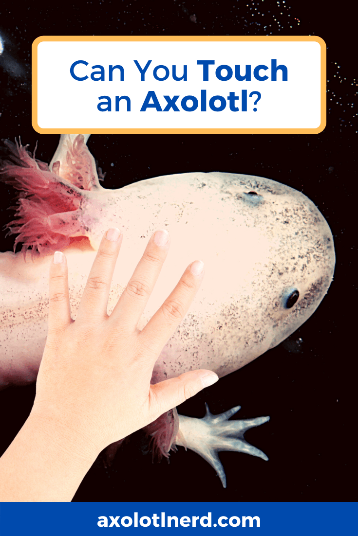 Is An Axolotl A Finger? MudFooted