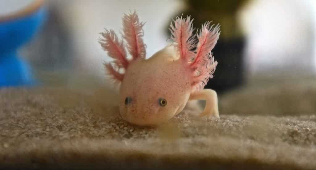 Tips For Breeding Your Male Axolotl MudFooted