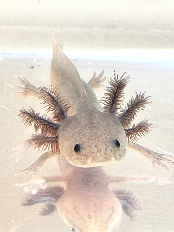 How Much Does A Pink Axolotl Cost? MudFooted