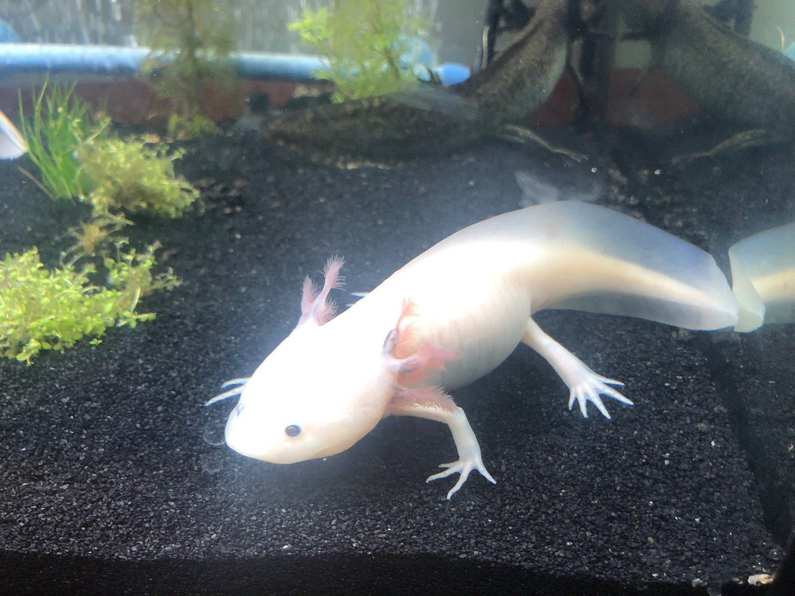 Do Axolotls Live In Clams? The Debate Among Biologists MudFooted