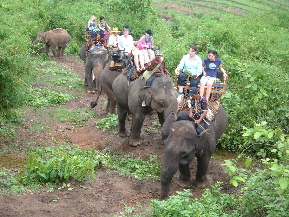 Have You Ever Ridden An Elephant? / myLot