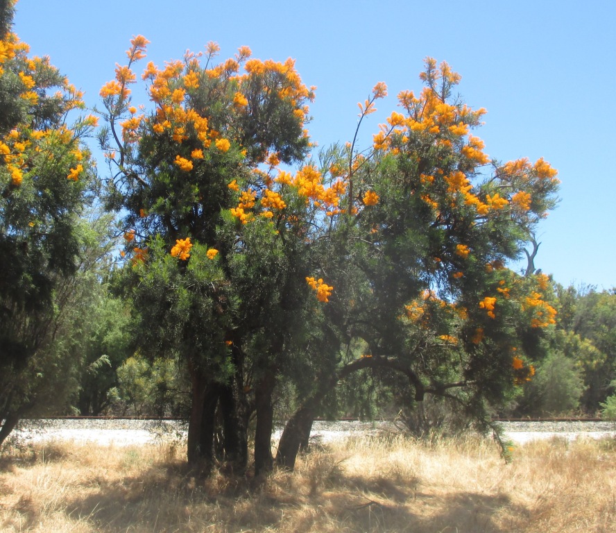West Australian Native Christmas Tree / myLot
