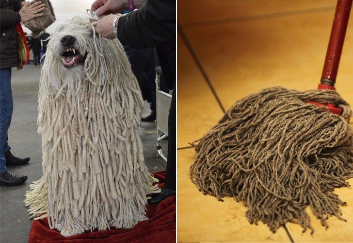 Dog That Looks Like A Mop
