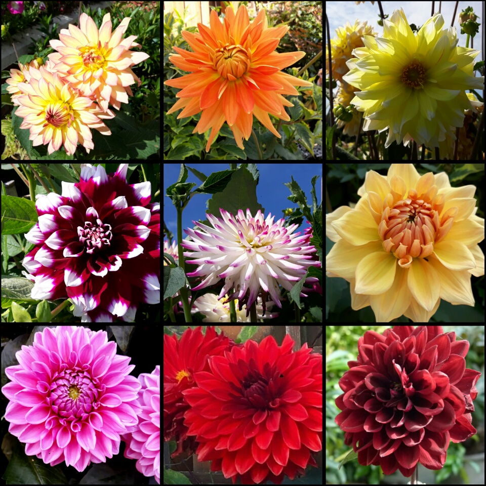 Dazzling Dahlias .. & Poetry too. / myLot
