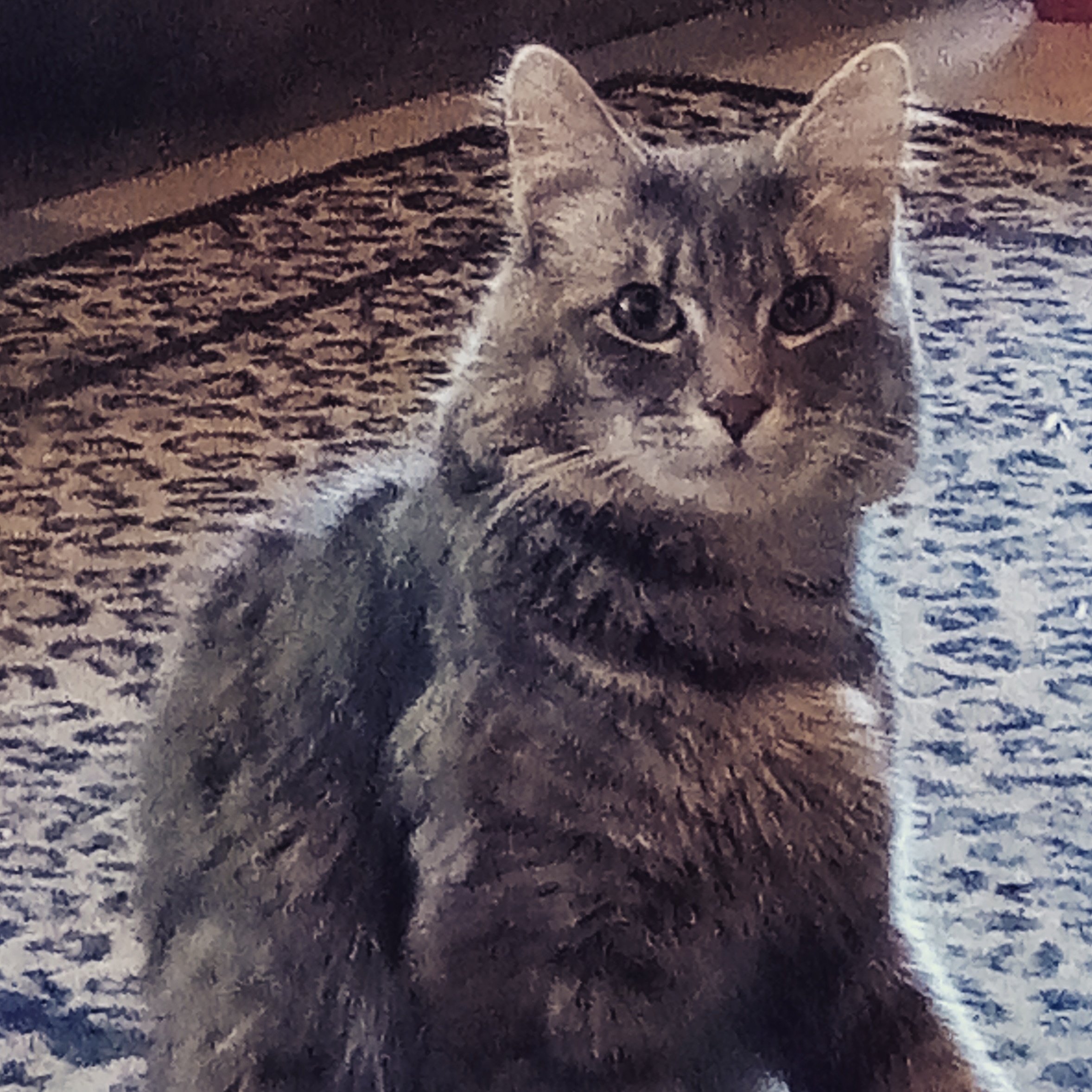 Marley the Cat Pt. 2 / myLot