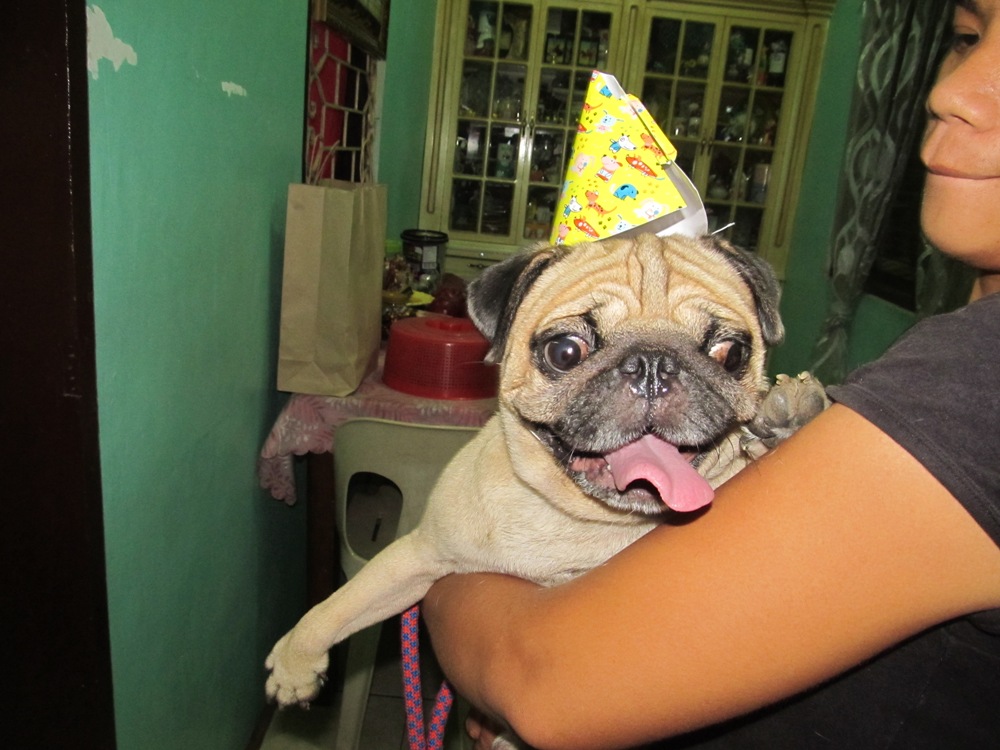 Our pug usually vomits after a meal / myLot