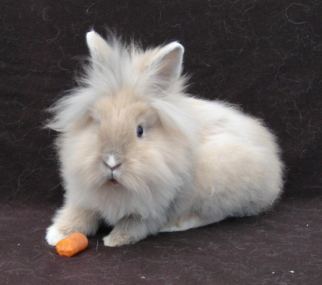 Rabbits without cages / myLot