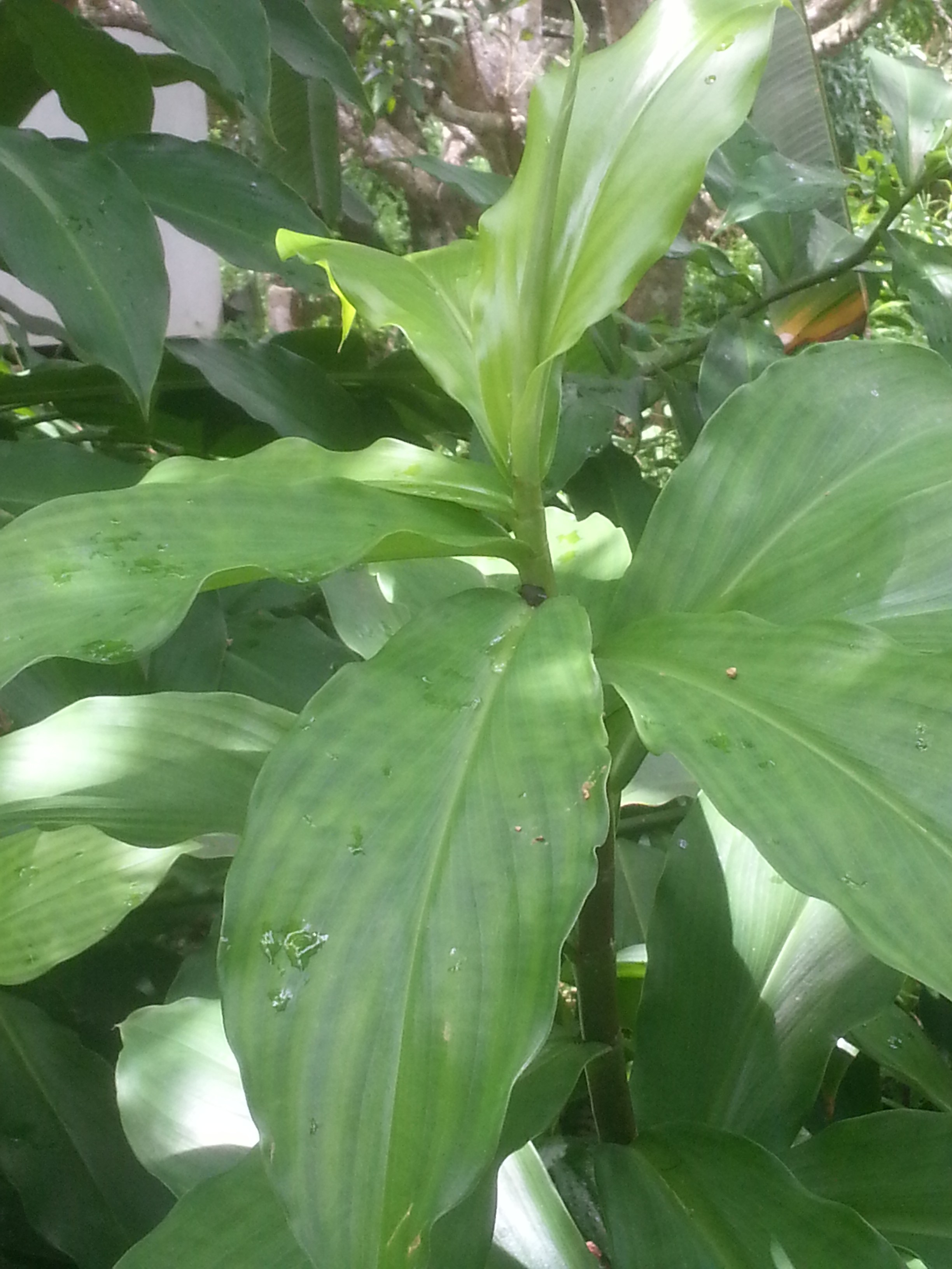 Insulin plant in my backyard / myLot