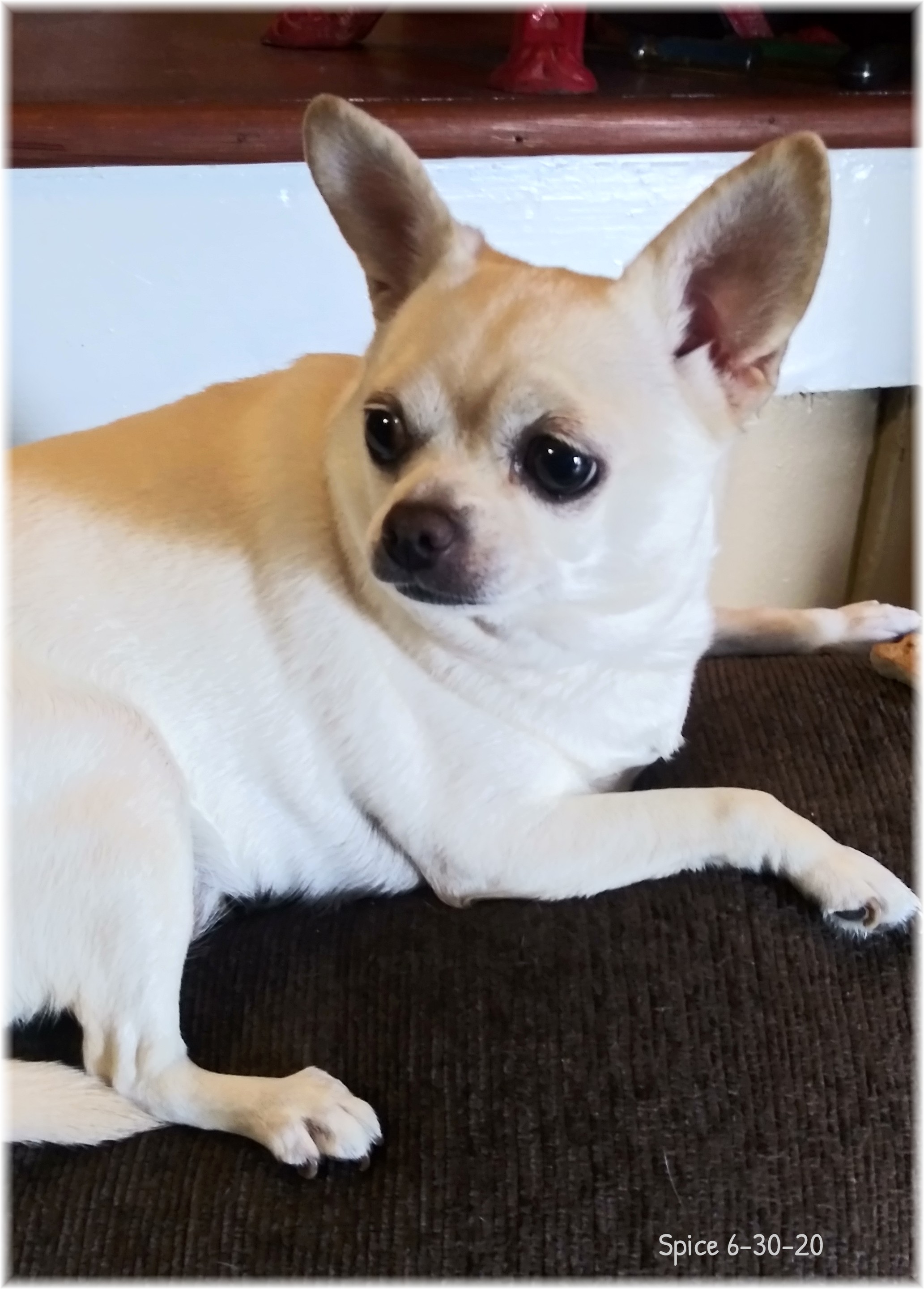 My Dog Hurt Her Neck / myLot