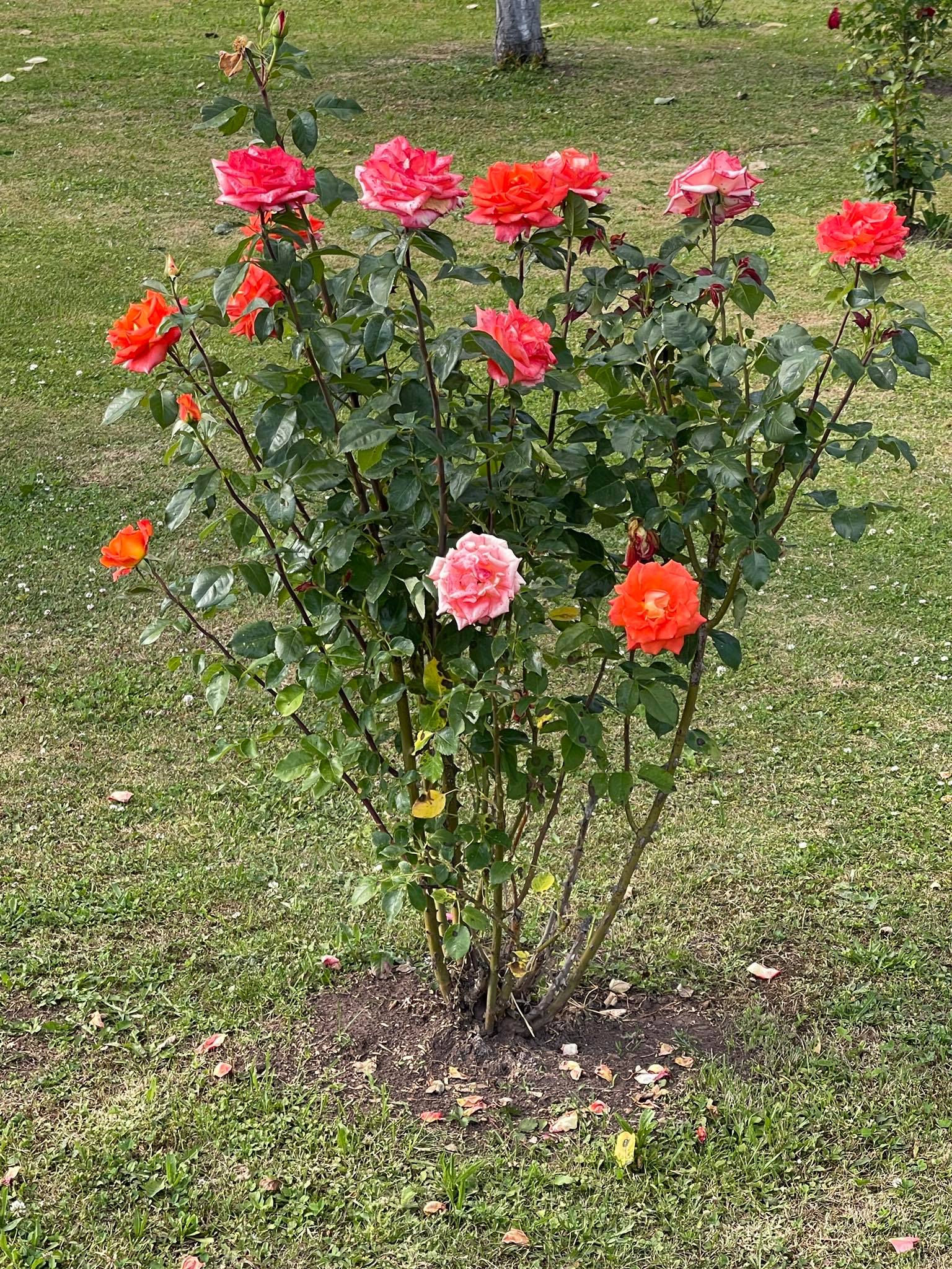 Do you admire your neighbors flowers? / myLot