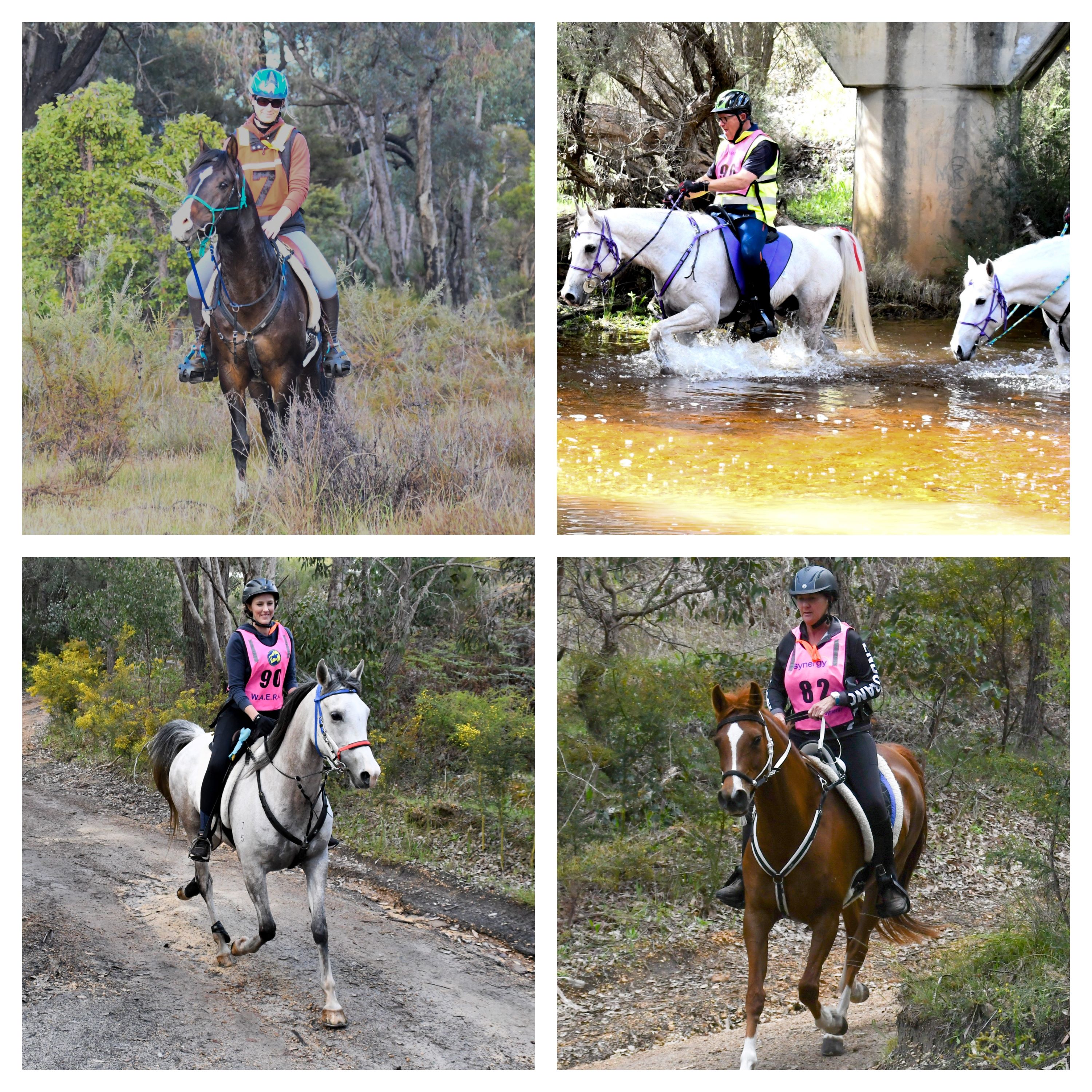 Have you heard of the Packhorse Library? / myLot