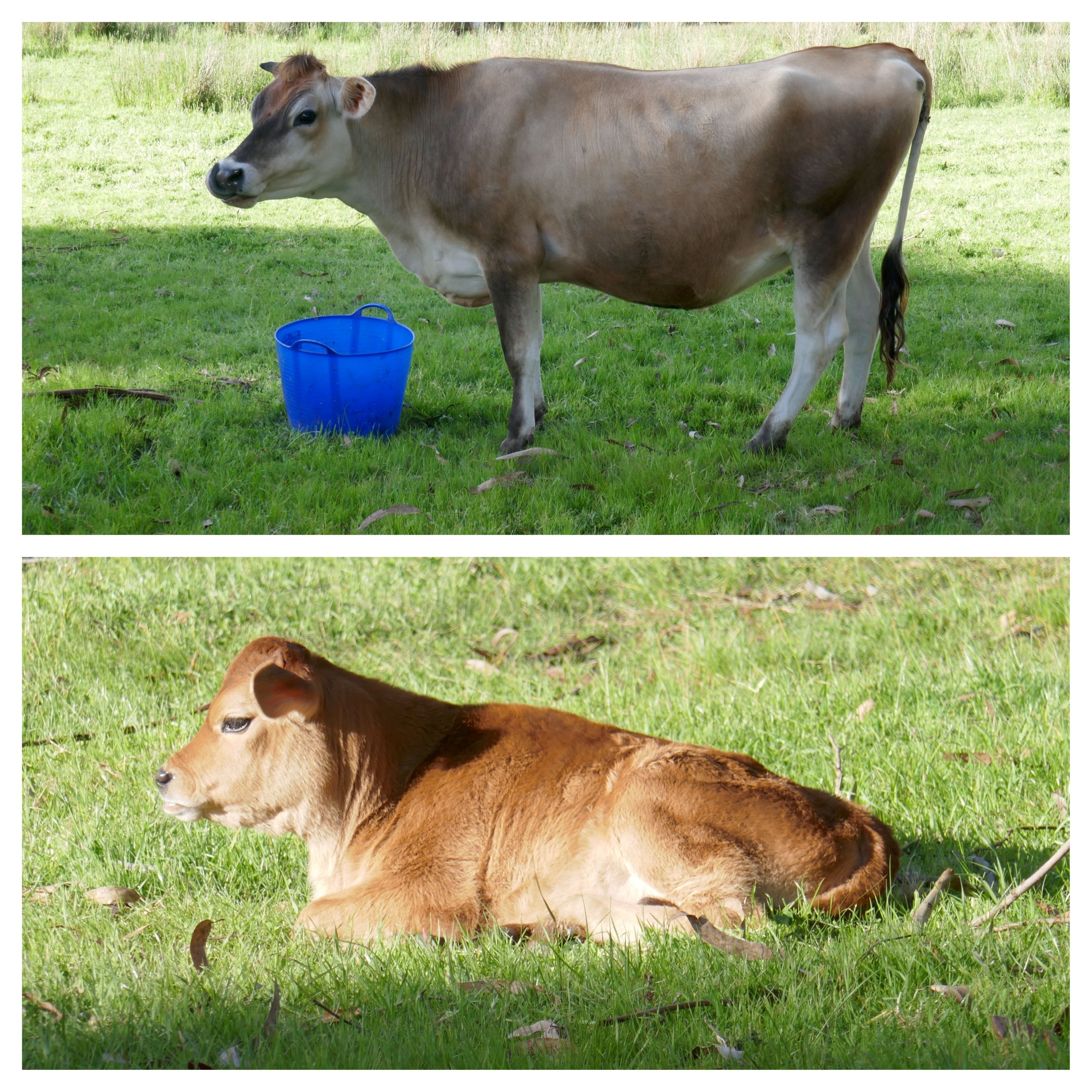 Jerseys and Guernseys cows and books / myLot