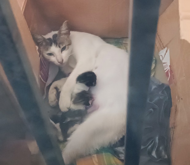 My cat gave birth to three kittens / myLot