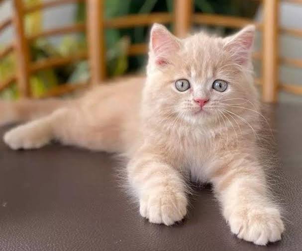 my child is allergic to cat hair / myLot