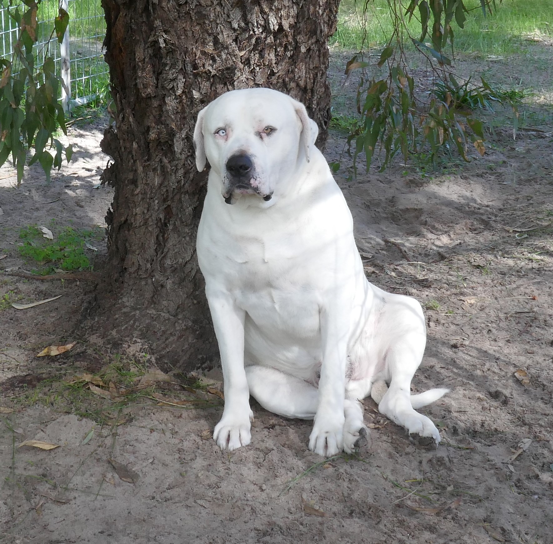A dog too big to sit on a lap / myLot
