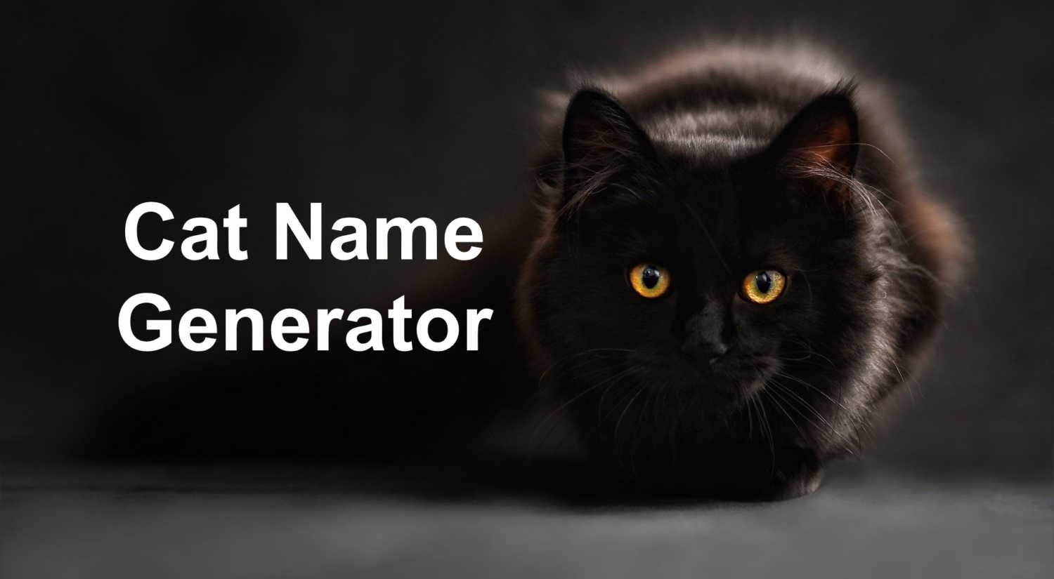 Cat Name Generator Random Name Generators