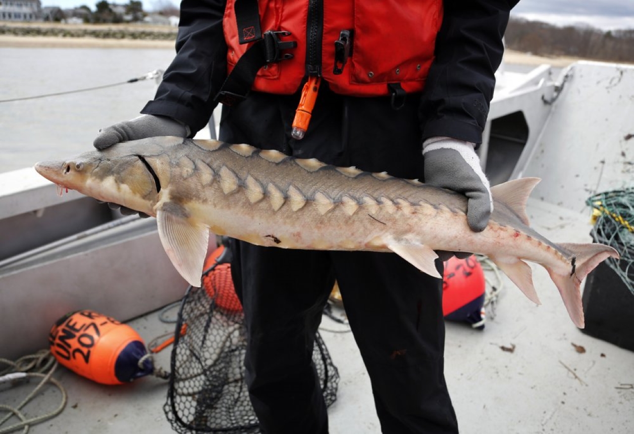 Sturgeon, America’s Dinosaurs, Show Signs of Life