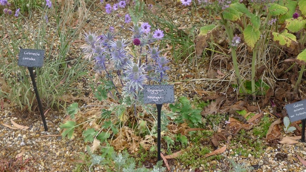 GartenKnowHow mit Heidi Howcroft Warum Gärtner Latein