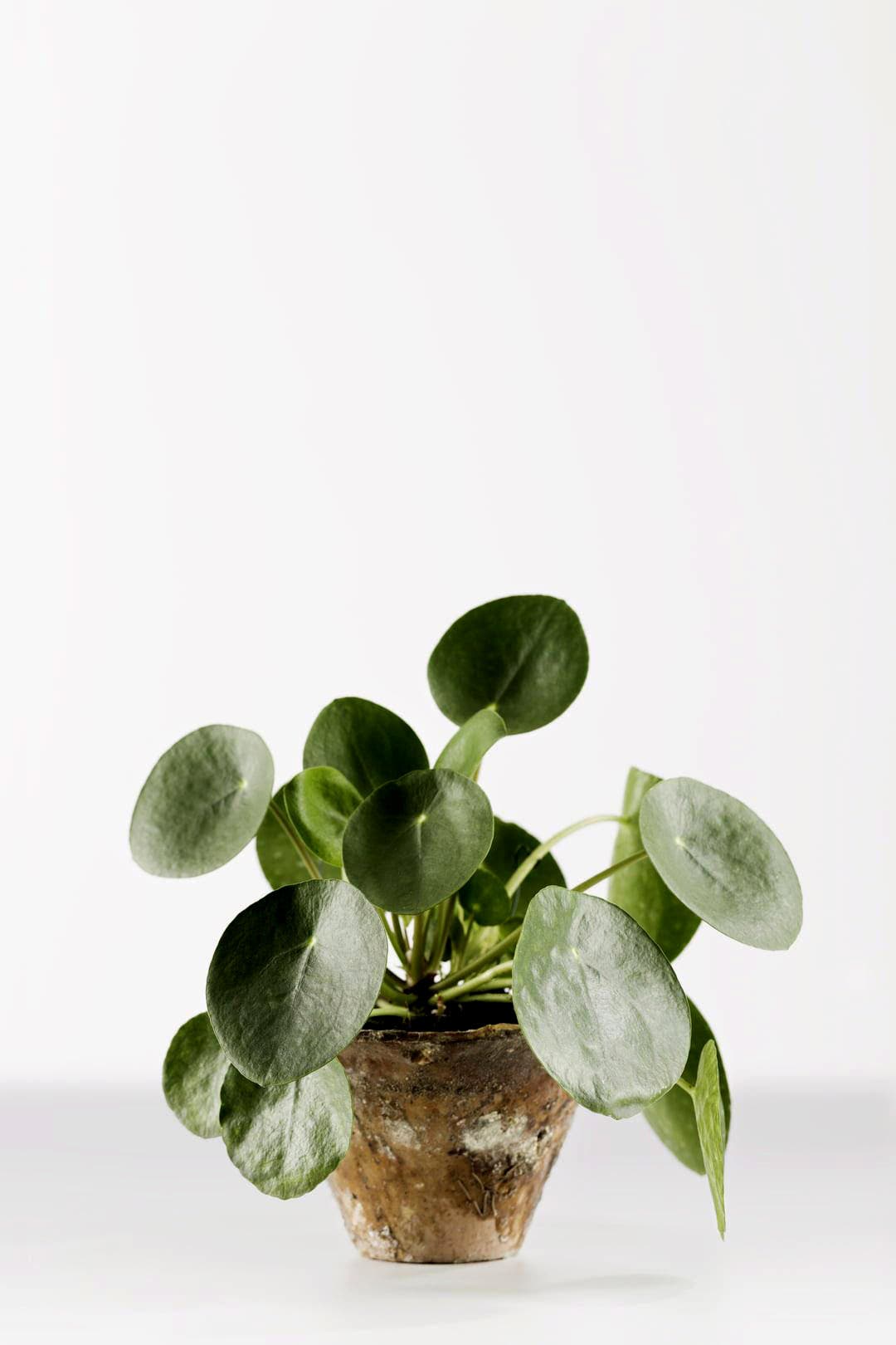 Zimmerpflanzen und Garten Das sind die grossen Trends